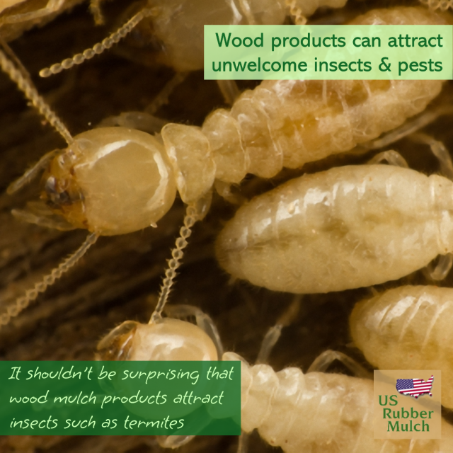 Wood chips attract slime mold that can harm plants